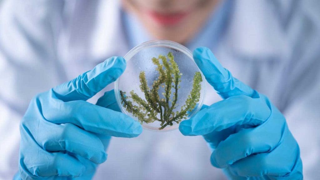 Innovation Rooted in Nature