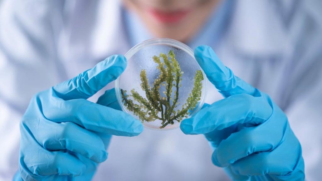 Advanced Genetic Editing Techniques