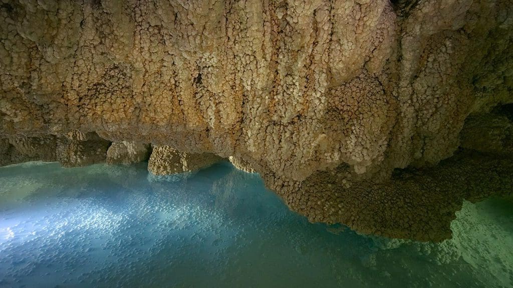 Biological and Ecological Discoveries