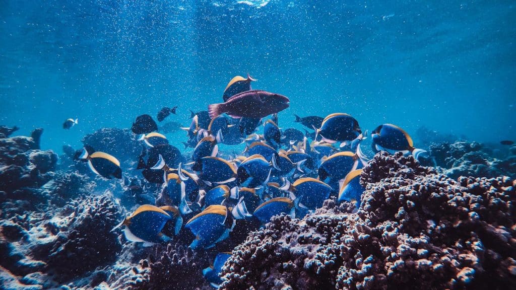 Implications for Marine Biology and Ecology