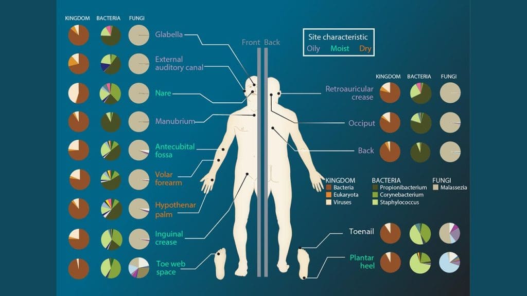 Microbiome and Skin Health