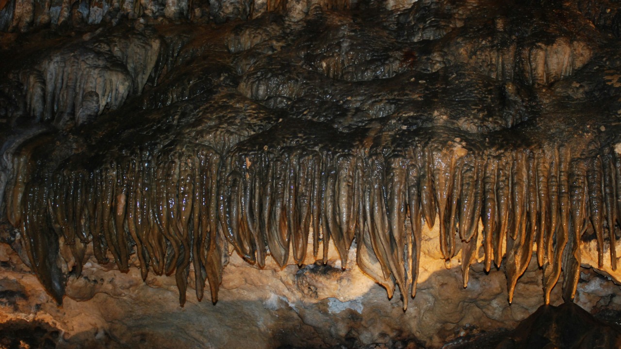 Image Credit: a group of trees growing out of the side of a cave — Enlightening Images
