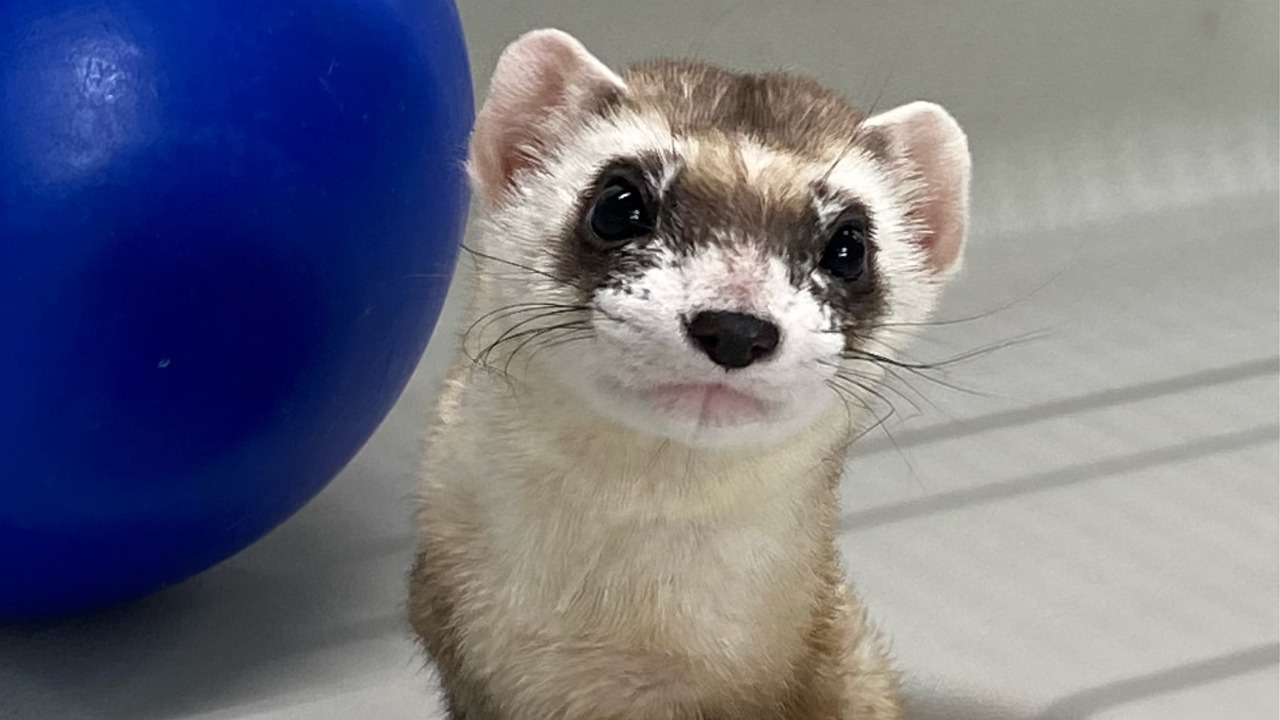 Image Credit: USFWS staff - Public domain/Wiki Commons