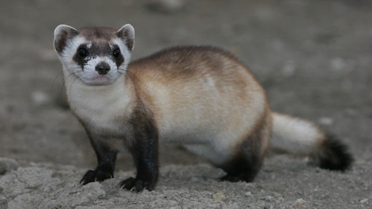 Image Credit: USFWS Mountain Prairie - Public domain/Wiki Commons