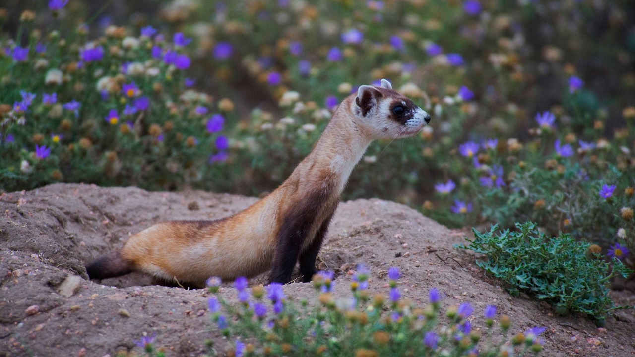 Image Credit: U.S. Fish and Wildlife Service Headquarters - Public domain/Wiki Commons