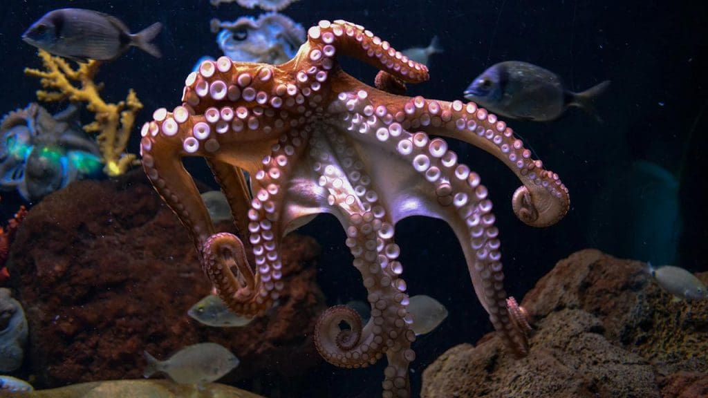 Albino Octopus