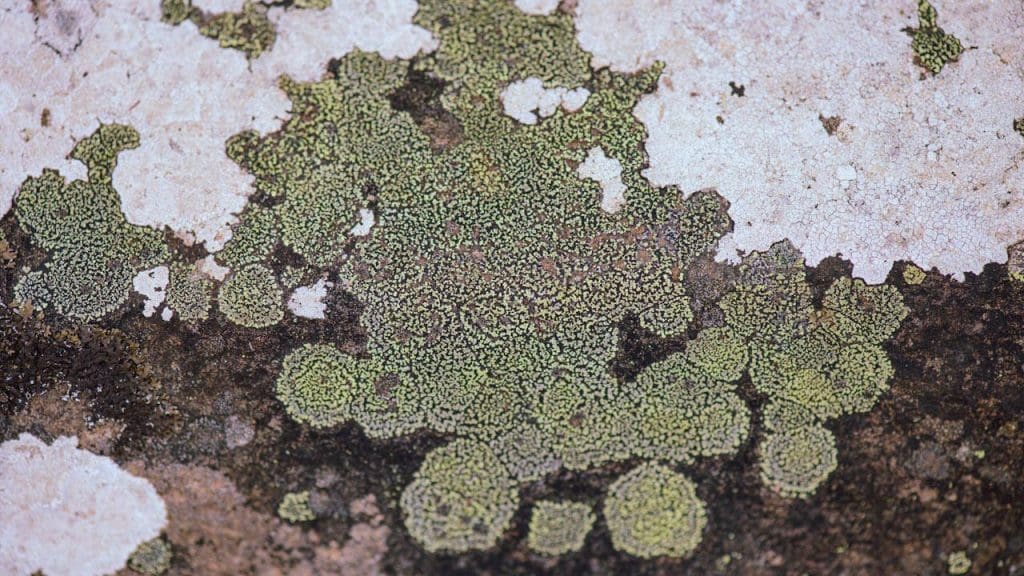 Chemosynthetic Bacteria