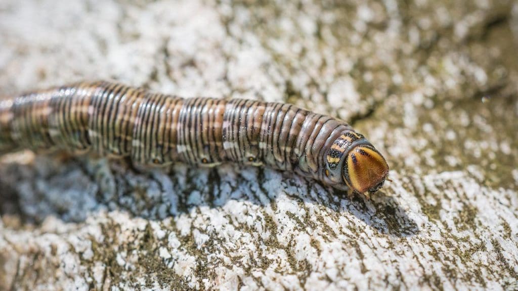 Vent-Dwelling Tube Worm
