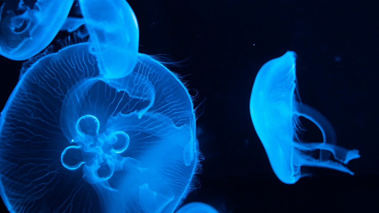 Ryutaro Tsukata/Pexels