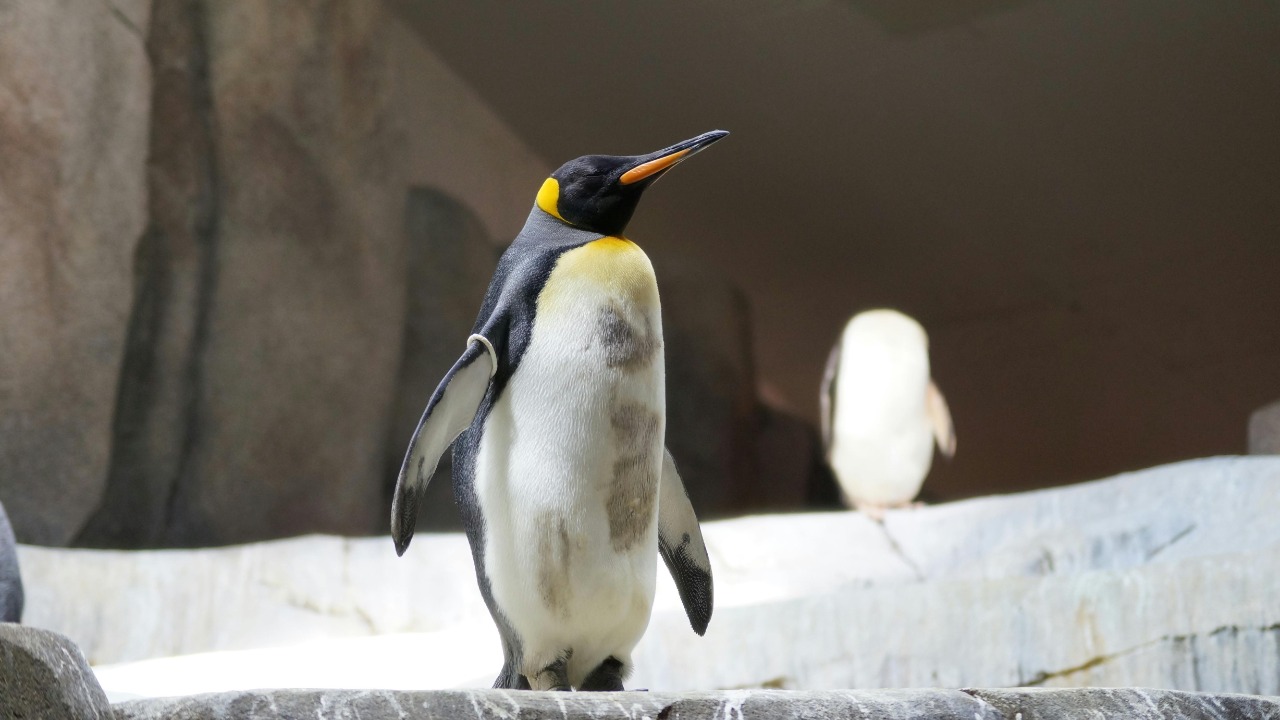 Andrey Altergott/Pexels