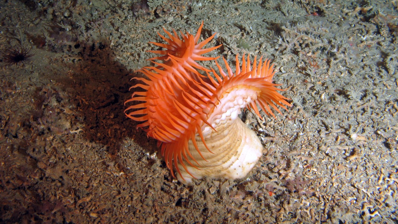 Image Credit: MARUM − Zentrum für Marine Umweltwissenschaften, Universität Bremen - CC BY 4.0/Wiki Commons