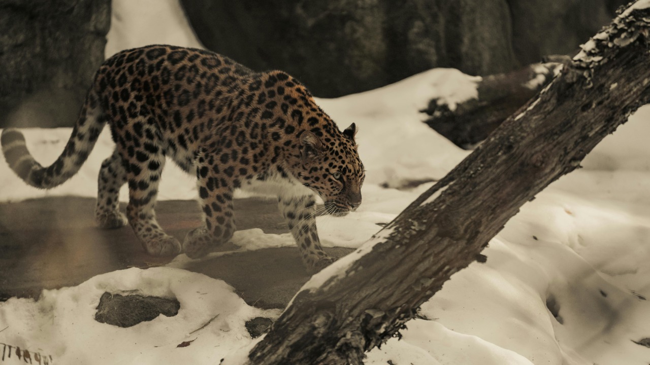 Caleb Falkenhagen/Pexels