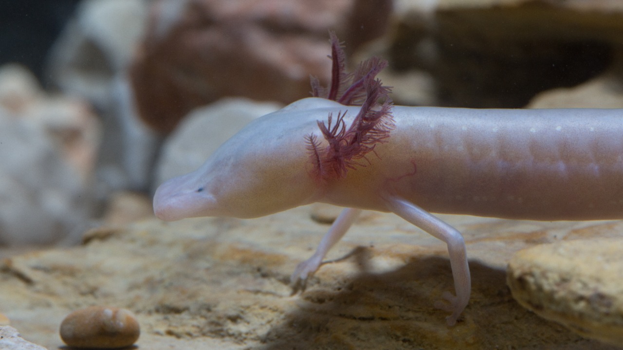 Image Credit: Ryan Hagerty/USFWS - Public domain/Wiki Commons