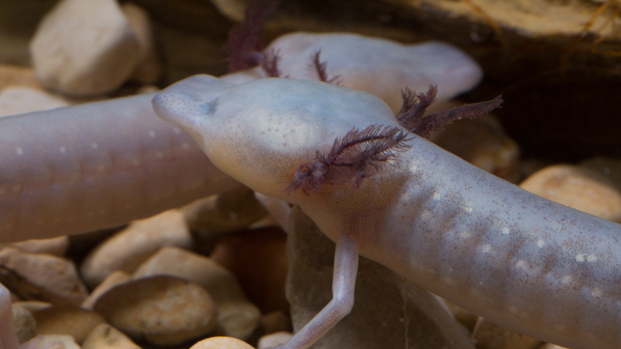 Image Credit: Ryan Hagerty/USFWS - Public domain/Wiki Commons