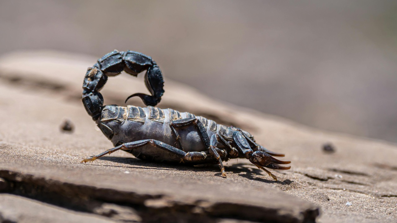 Saleh  Bakhshiyev/Pexels