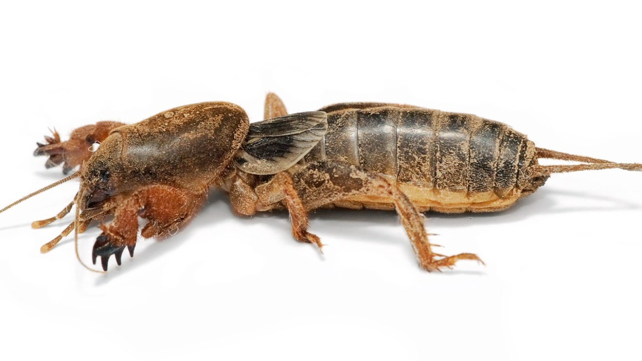 Image Credit: unknown - GFDL 1.2/Wiki Commons