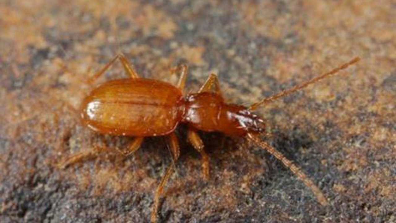 Image Credit: U.S. Fish and Wildlife Service Southeast Region - CC BY 2.0/Wiki Commons