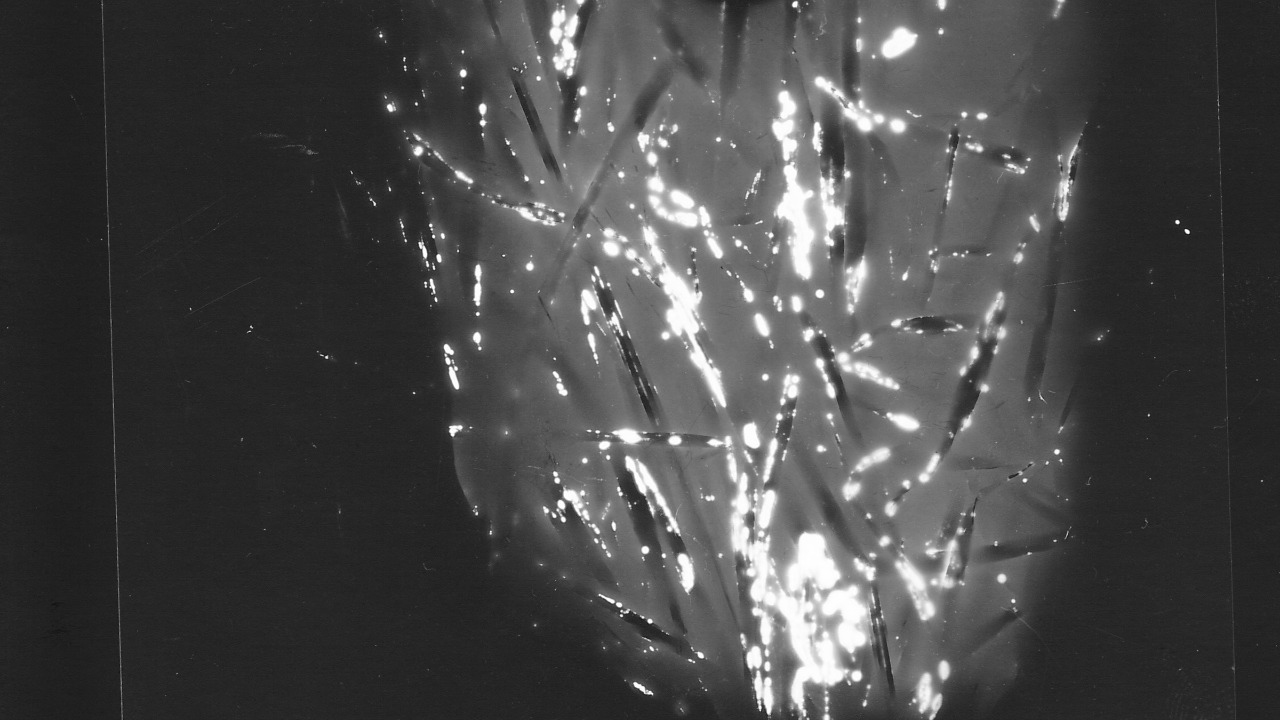 Image Credit: ViolaceinB - CC BY-SA 4.0/Wiki Commons