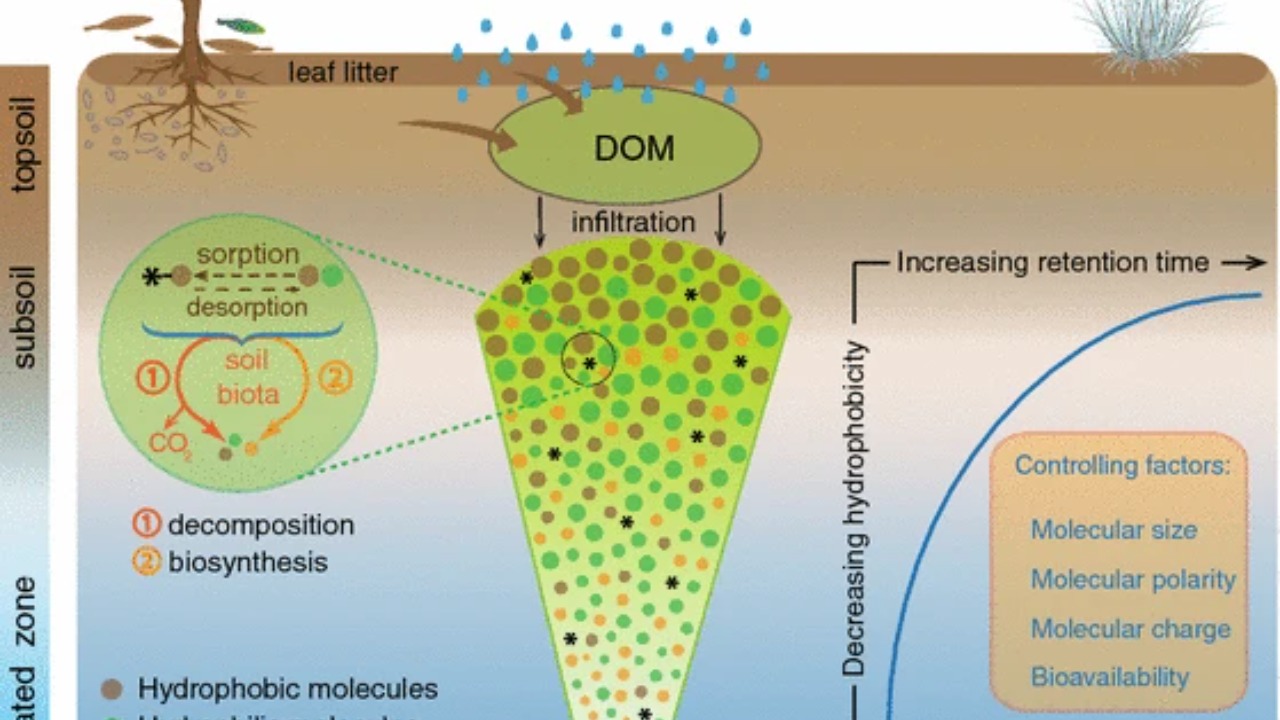Image Credit: Yuan Shen, Francis H. Chapelle, Eric W. Strom & Ronald Benner - CC BY-SA 4.0/Wiki Commons