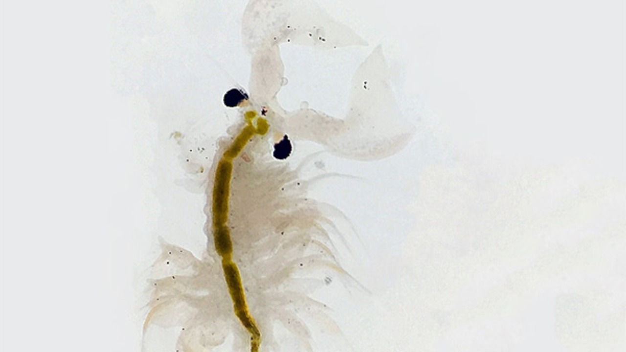 Image Credit: TheTubaTitan - CC BY-SA 4.0/Wiki Commons