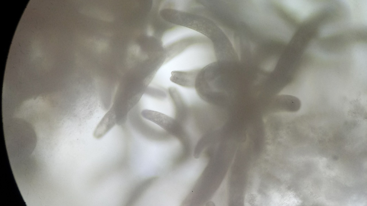 Image Credit: Fritzmann2002 - CC BY-SA 4.0/Wiki Commons