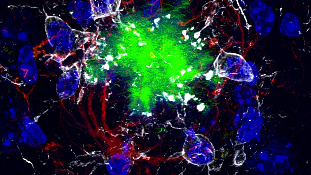 Image Credit: Nicocapelo - CC BY-SA 4.0/Wiki Commons