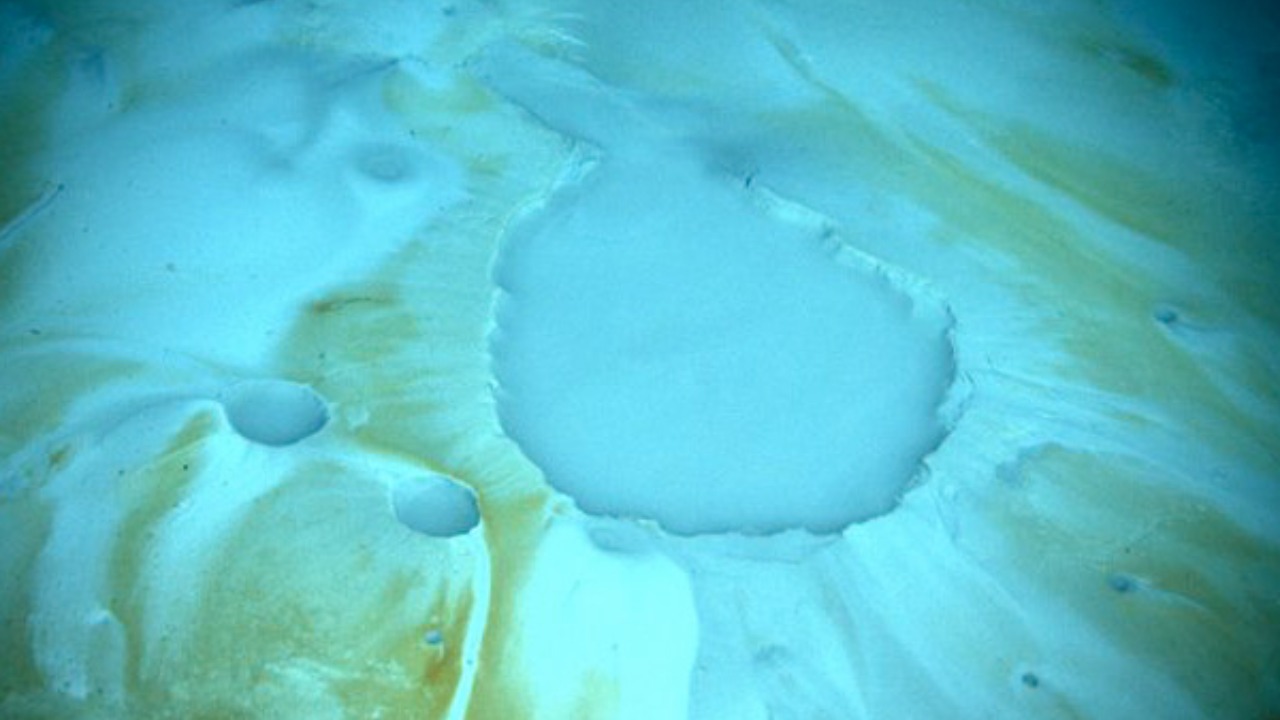 Image Credit: Lophelia II 2010 Expedition, NOAA-OER/BOEMRE
National Oceanic and Atmospheric Administration - Ocean Exploration and Research / Bureau of Ocean Energy Management, Regulation and Enforcement - Public domain/Wiki Commons