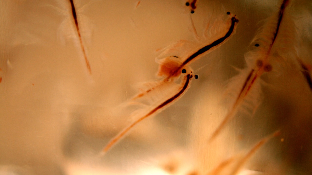 Image Credit: michelle jo - CC BY 3.0/Wiki Commons