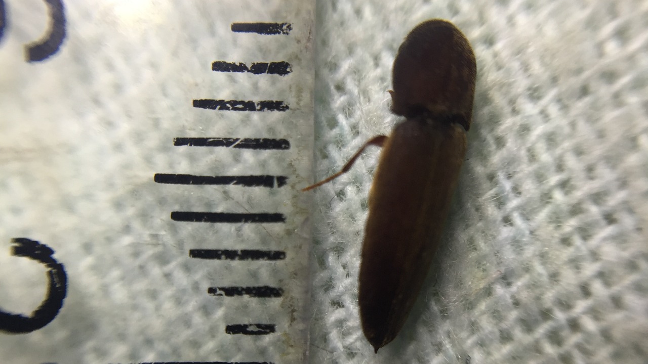 Image Credit: AucklandNaturalist - CC BY-SA 4.0/Wiki Commons