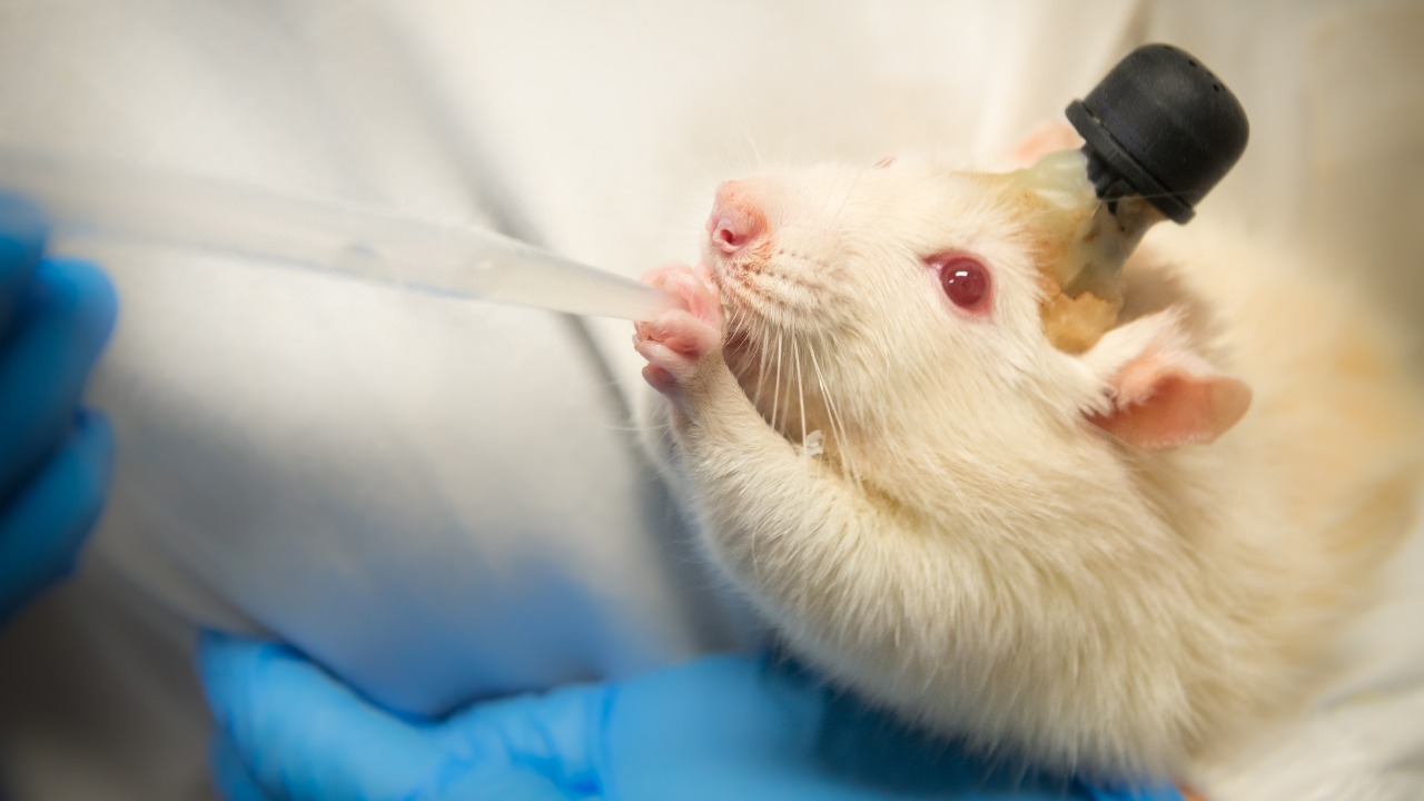 Image Credit: Anna Marchenkova - CC BY 4.0/Wiki Commons