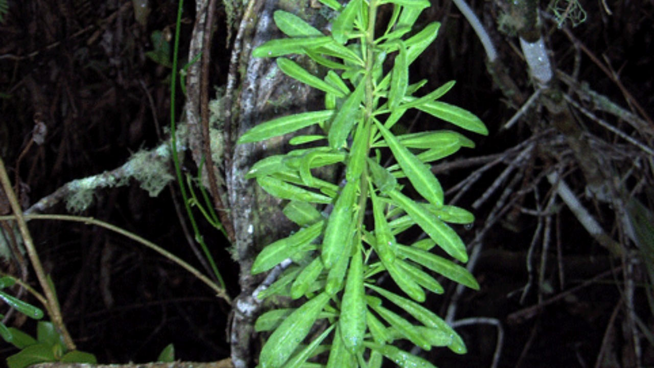 Image Credit: Homer Edward Price - CC BY 2.0/Wiki Commons