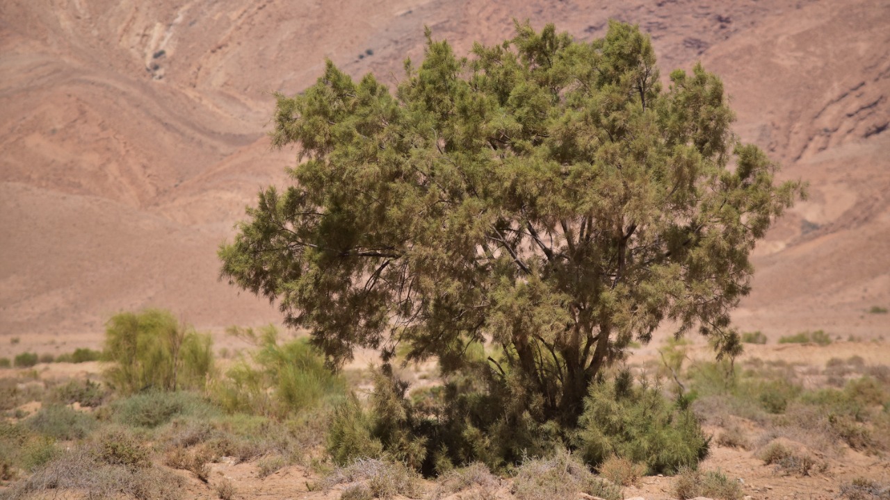 Image Credit: Cheima fezzani - CC BY-SA 4.0/Wiki Commons