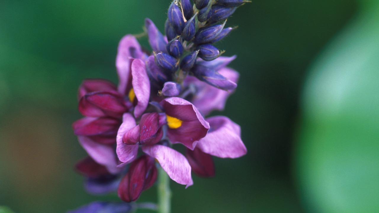 Image Credit: Photo by Peggy Greb. - Public domain/Wiki Commons