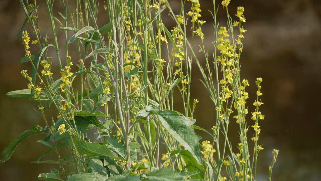 Image Credit: Dinesh Valke from Thane, India - CC BY-SA 2.0/Wiki Commons