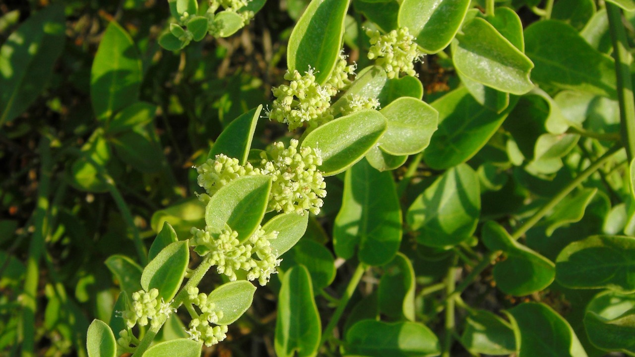 Image Credit: Jason Hollinger - CC BY 2.0/Wiki Commons