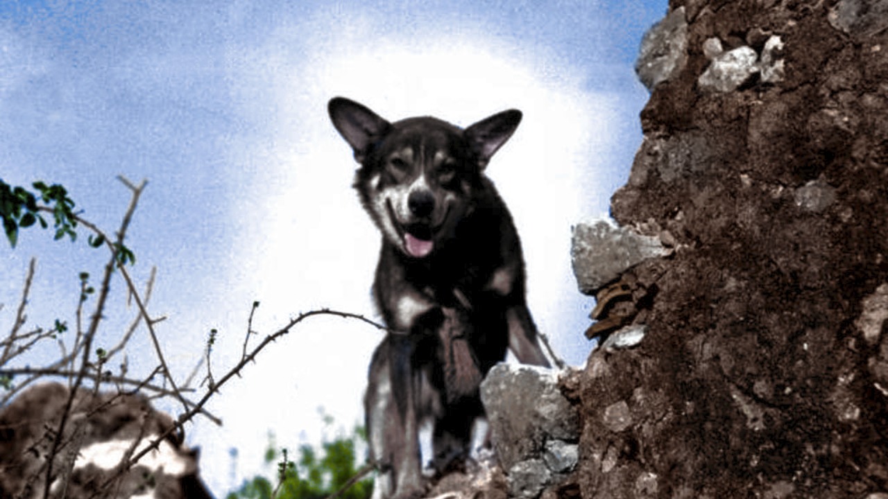 Image Credit: Cassowary Colorizations - CC BY 2.0/Wiki Commons