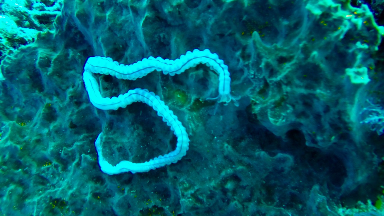 Image Credit: Dwi sumaiyyah makmur - CC BY-SA 4.0/Wiki Commons