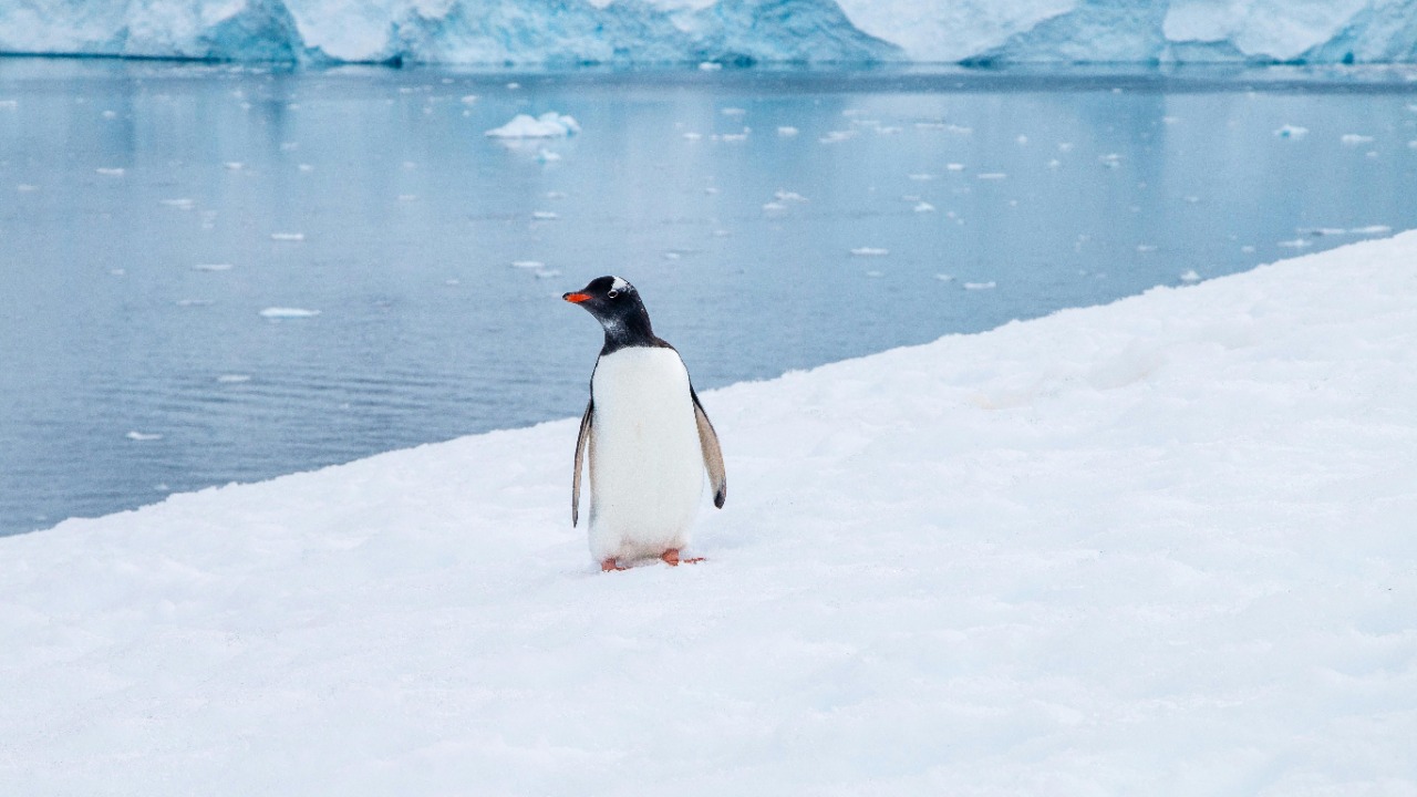 ArcticDesire.com Polarreisen/Pexels