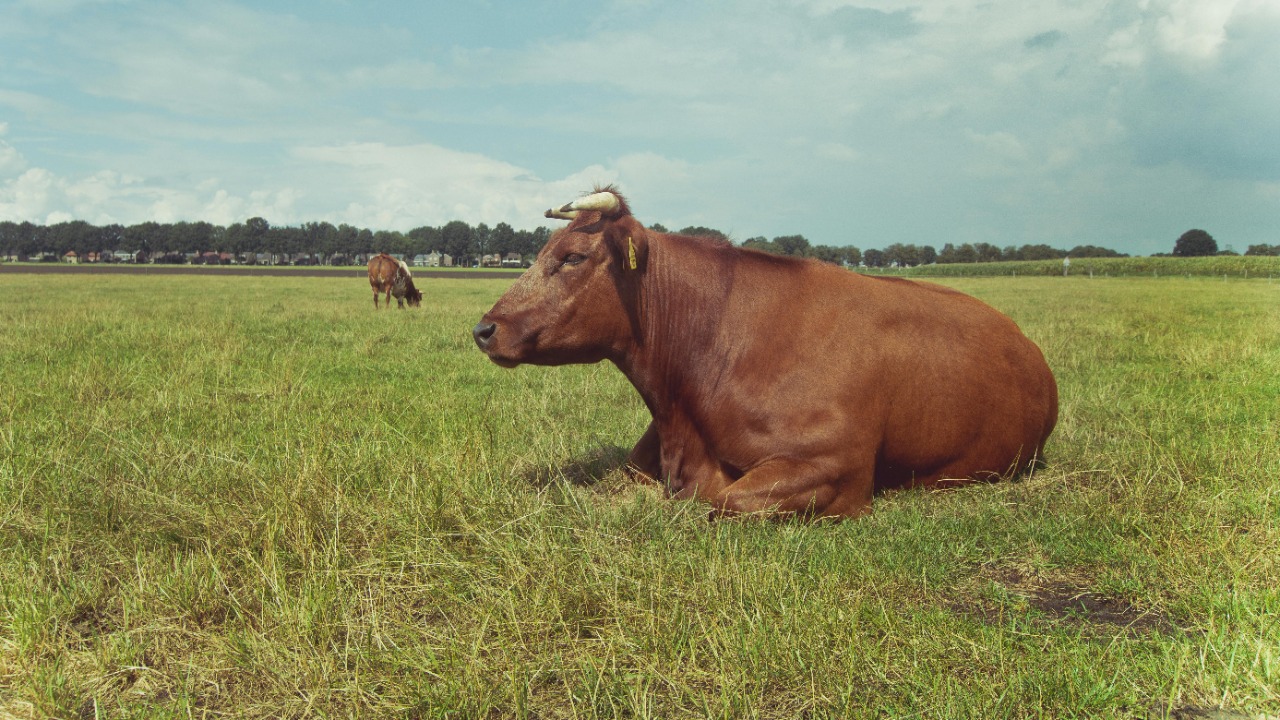 Ylanite Koppens/Pexels