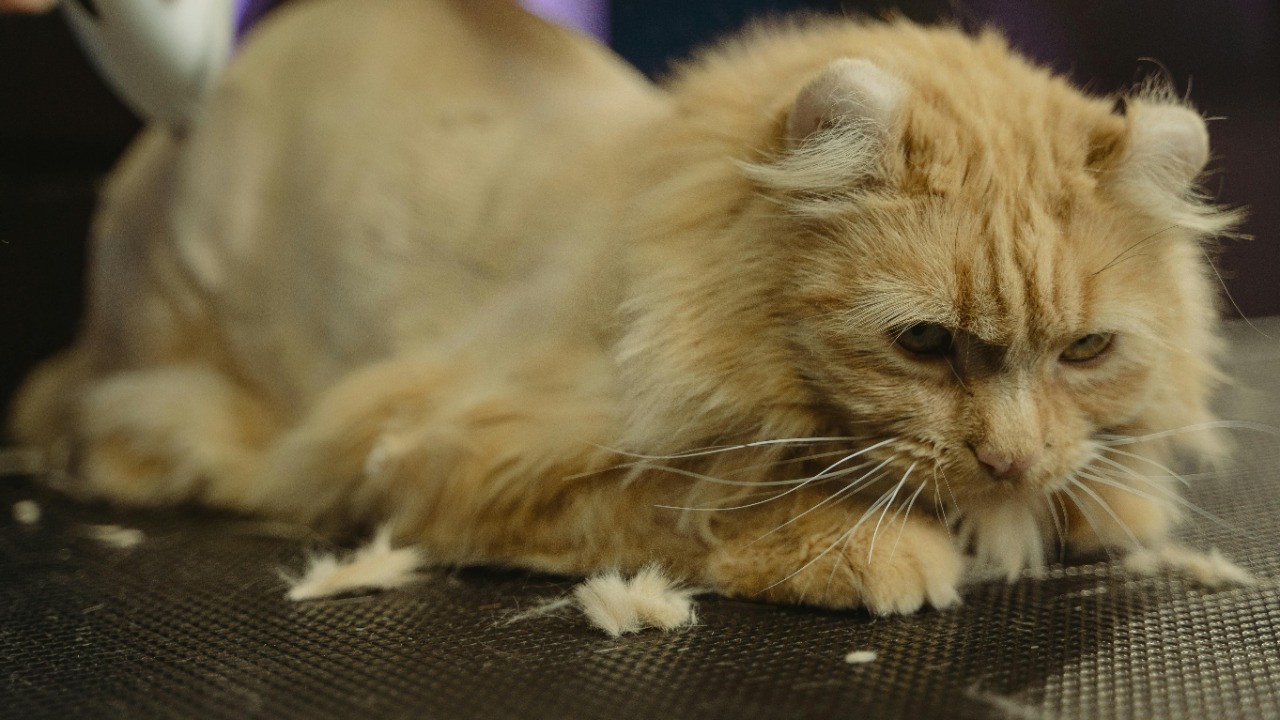 Tima Miroshnichenko/Pexels