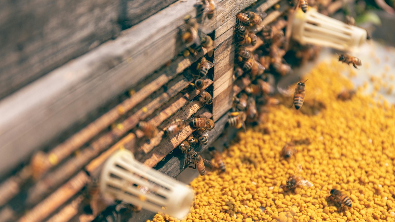 chuanyu2015 🐴/Pexels