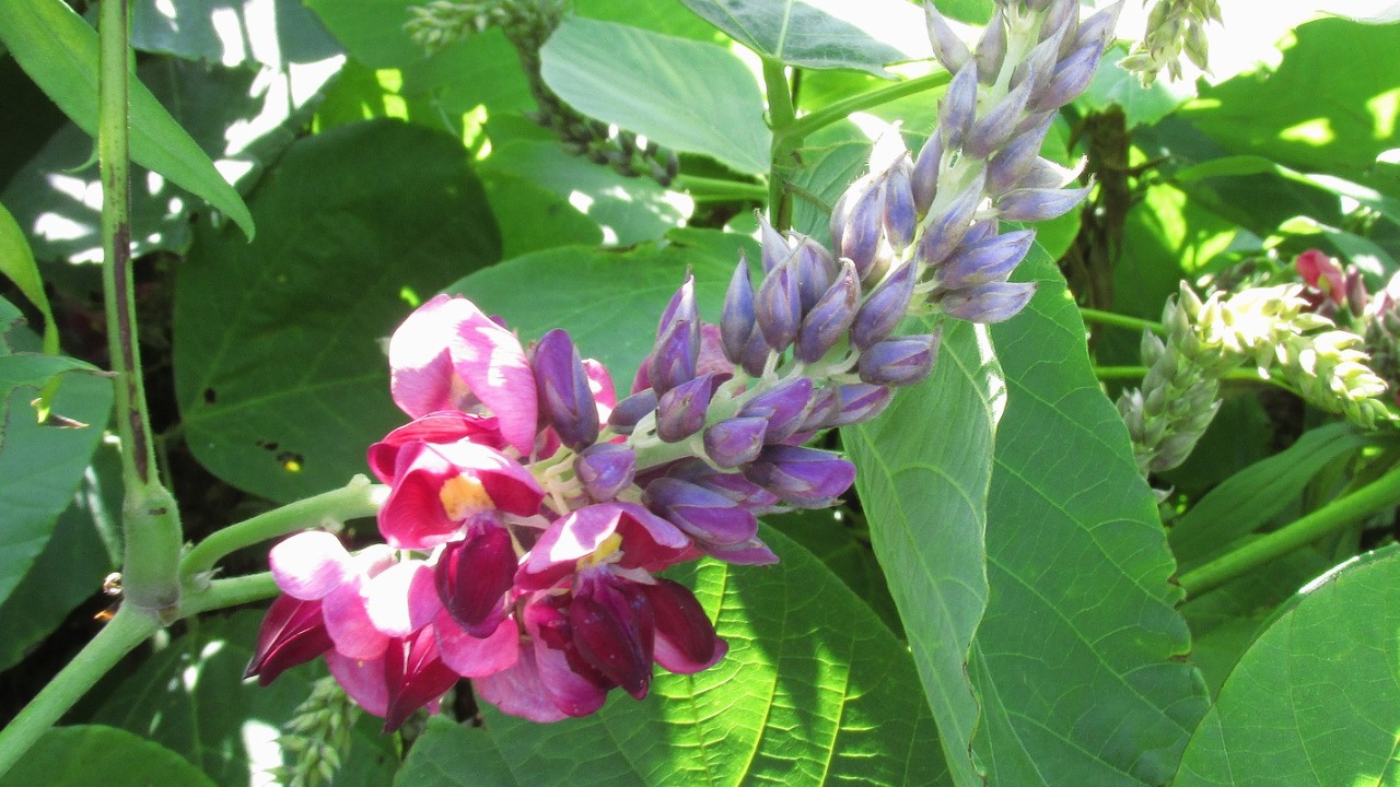 Image Credit: あおもりくま - CC BY-SA 4.0/Wiki Commons