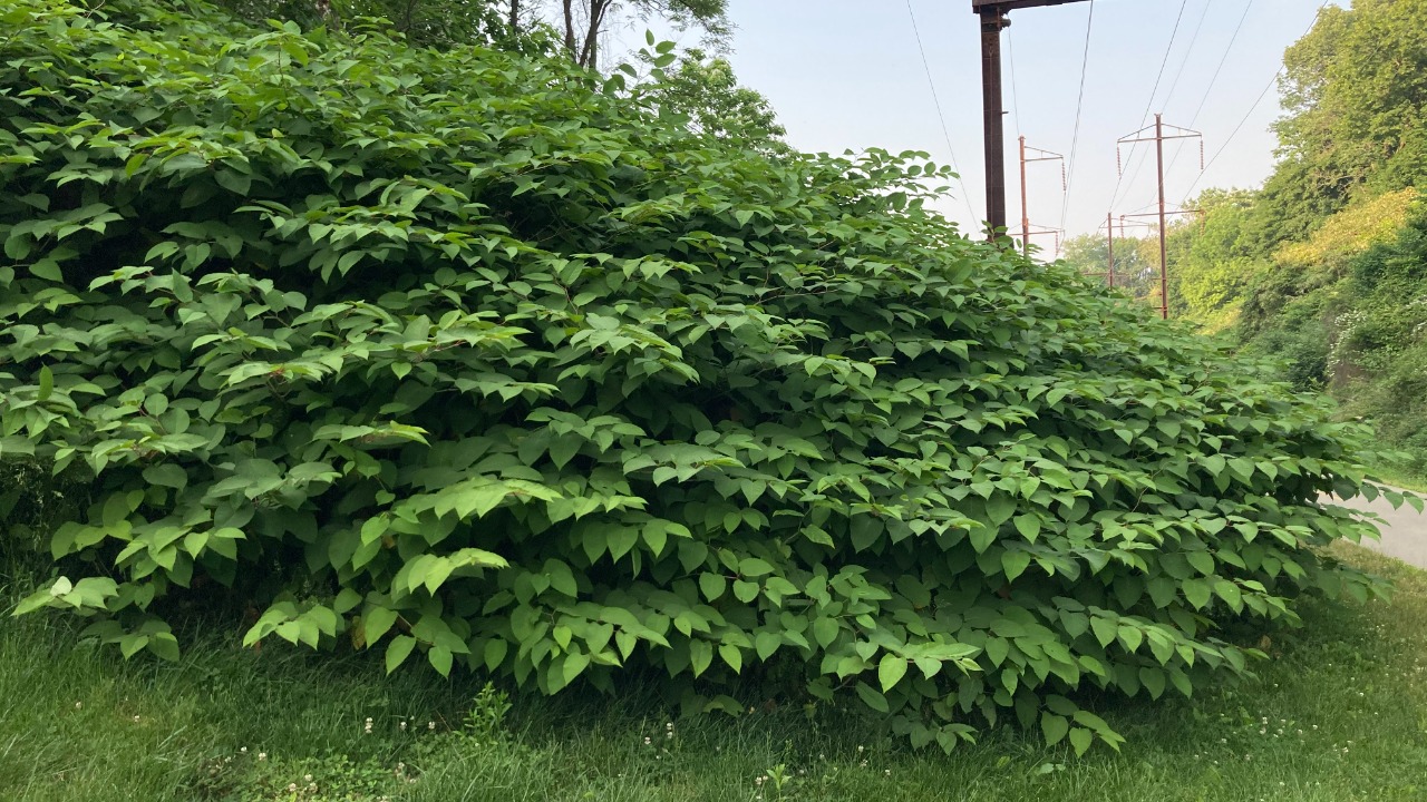 Image Credit: Awinch1001 - CC BY-SA 4.0/Wiki Commons