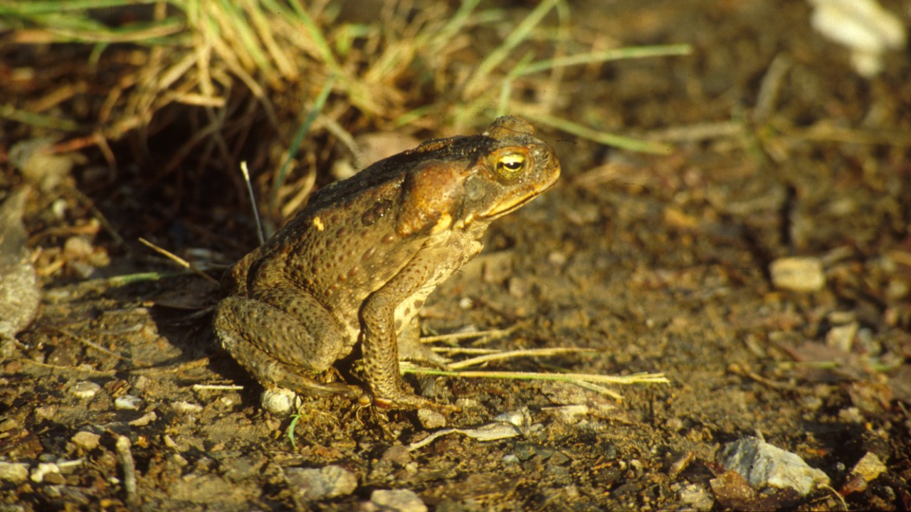 Image Credit: Liz Poon, CSIRO - CC BY 3.0/Wiki Commons