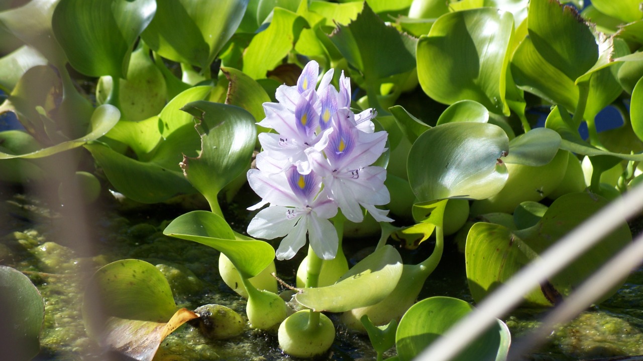 Image Credit: Eugene Zelenko - CC BY-SA 4.0/Wiki Commons