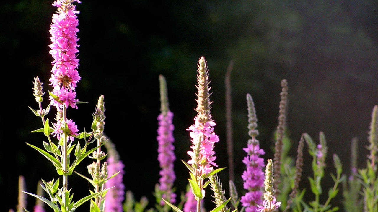 Image Credit: liz west - CC BY 2.0/Wiki Commons