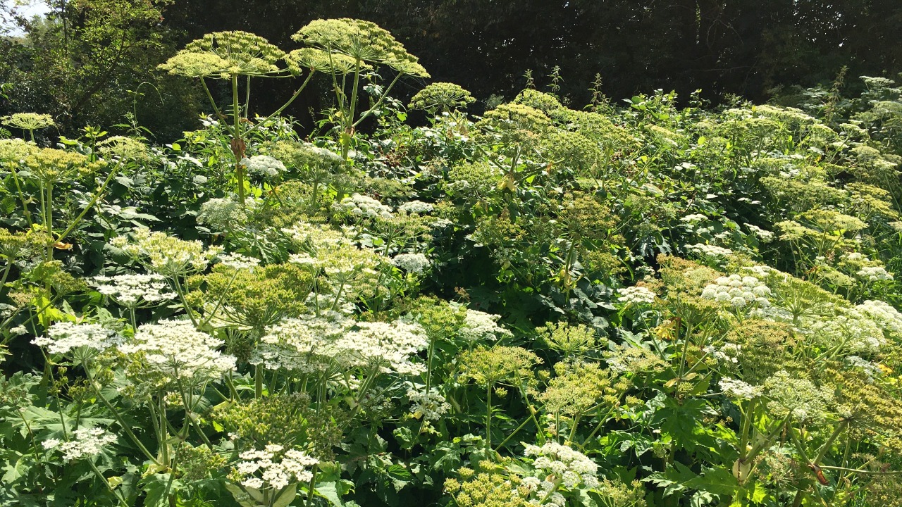 Image Credit: Lendskaip - CC0/Wiki Commons