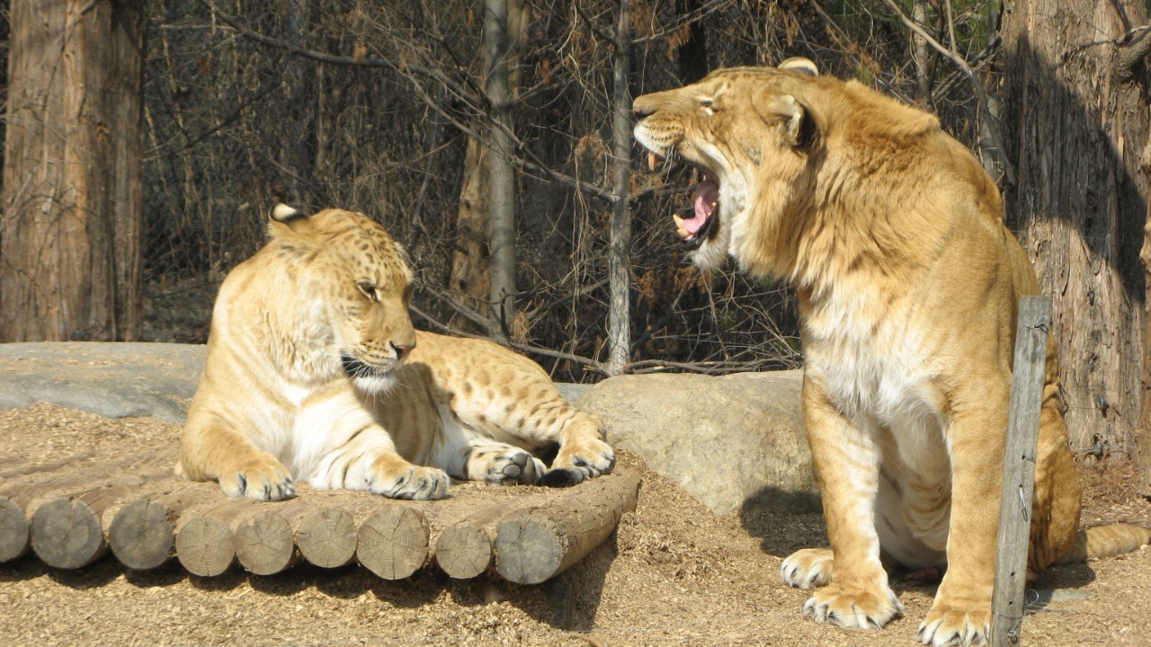 Image Credit: Hkandy - CC BY-SA 3.0/Wiki Commons