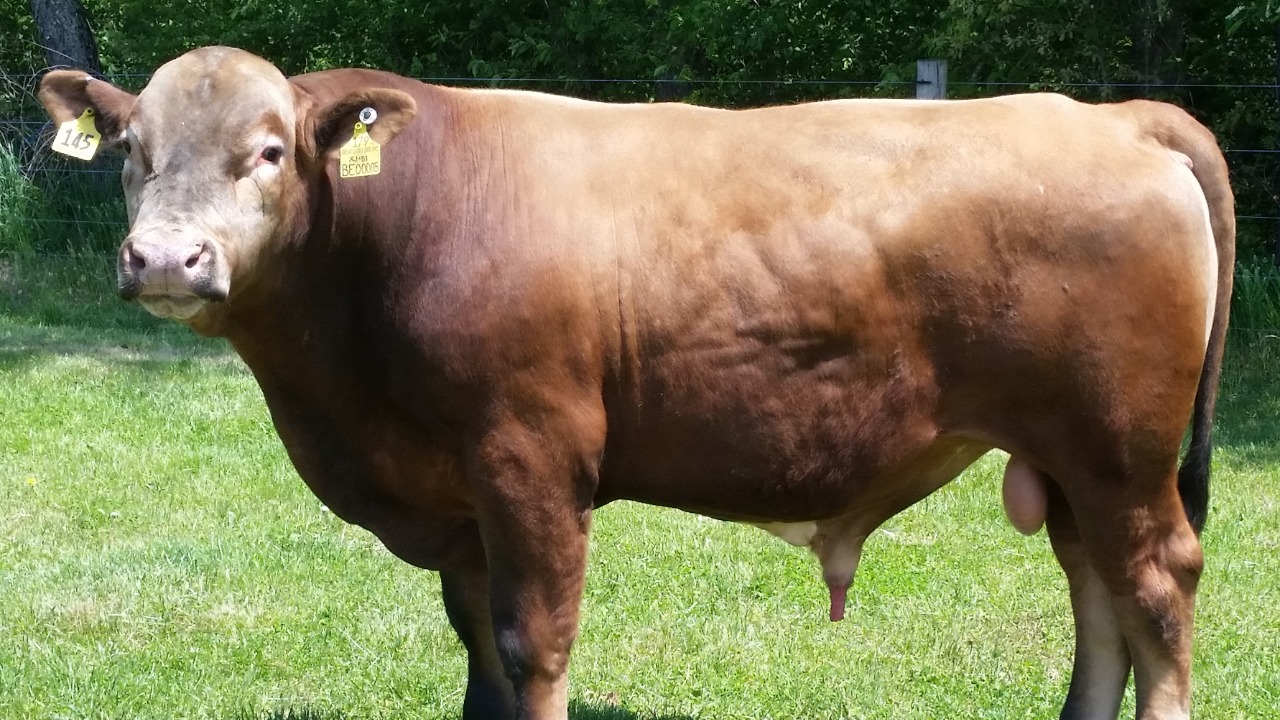 Image Credit: Karl Young - CC BY-SA 3.0/Wiki Commons