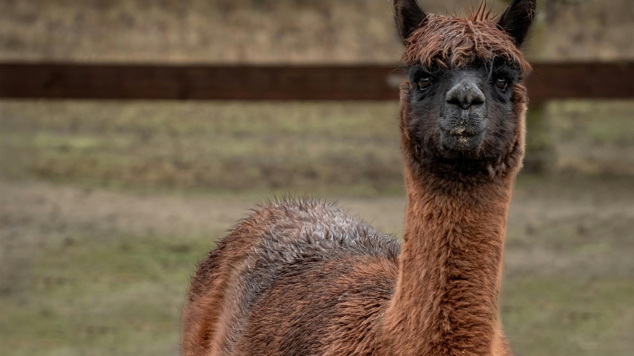 Gundula Vogel/Pexels